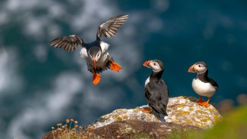 Puffins land on a cliff at Lundy Island, Devon